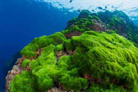 Algae inside the sea on a rock  