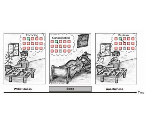 Visualisation of encoding, consolidation and retrieval.