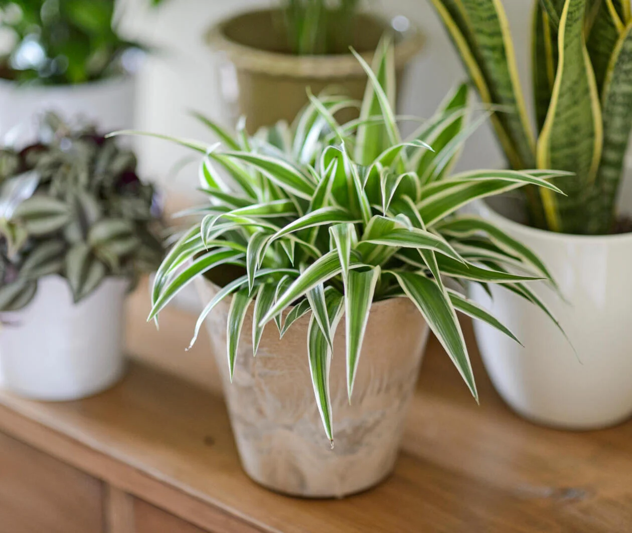 Five house plants on a wooden chest of drawers