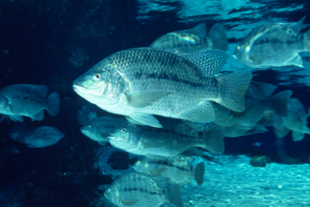 School of Tilapia fish inside water  