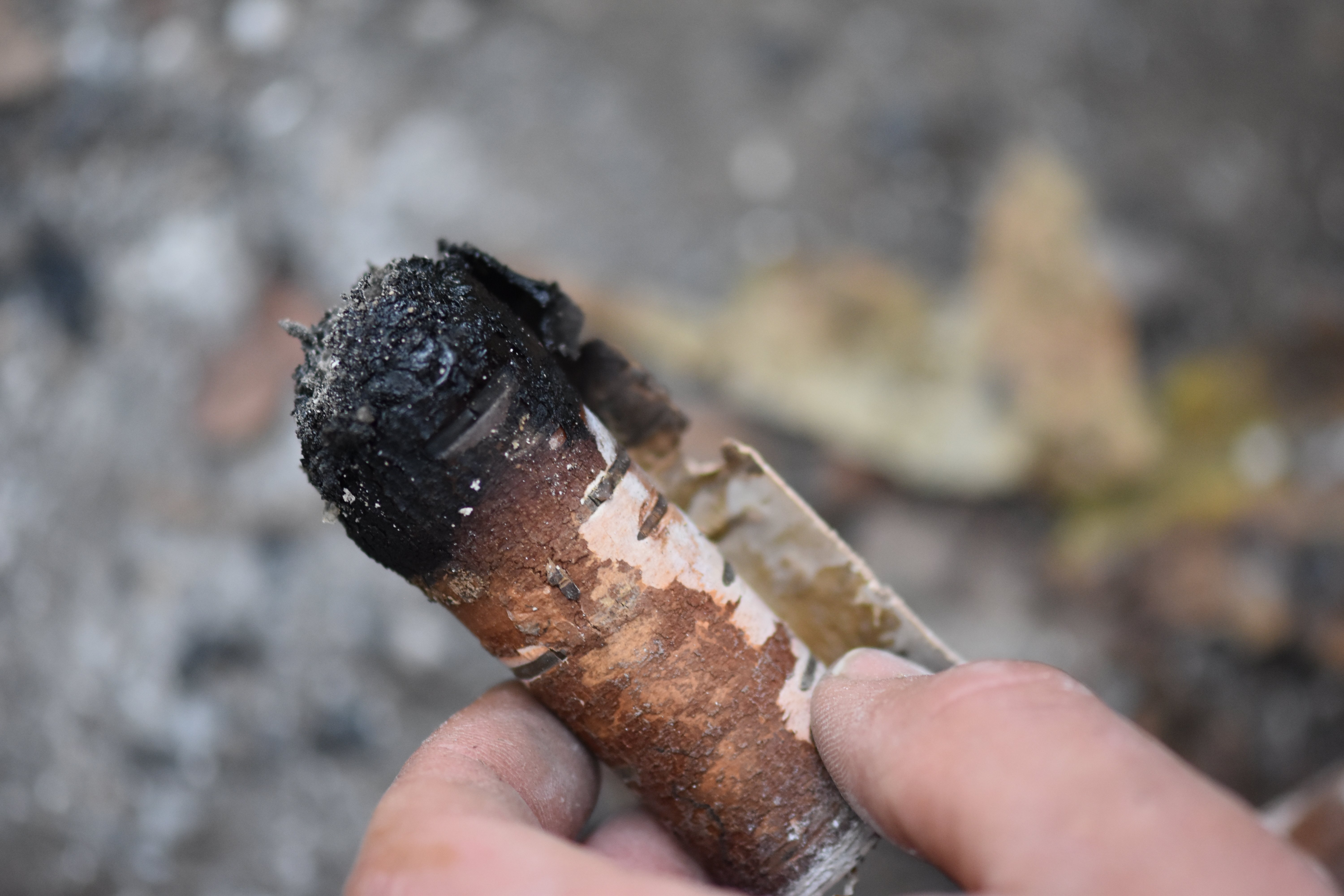 A replica birch bark roll which has been charred at one end