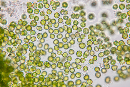 Close up of microalgae