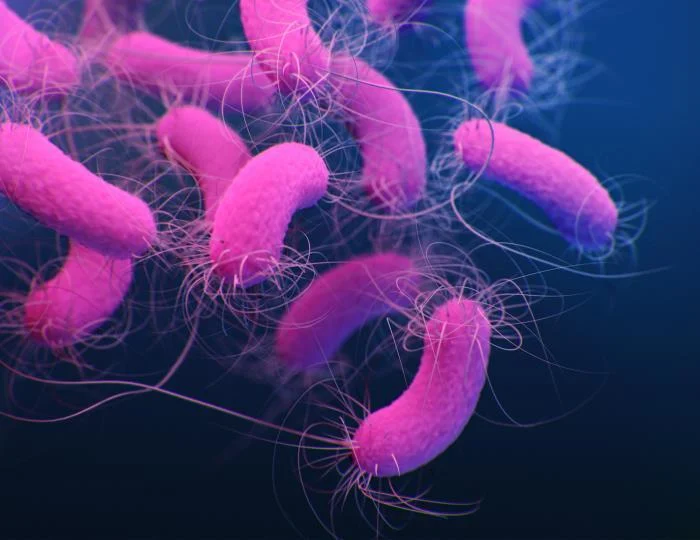 Medical illustration of multidrug-resistant, Pseudomonas aeruginosa bacteria