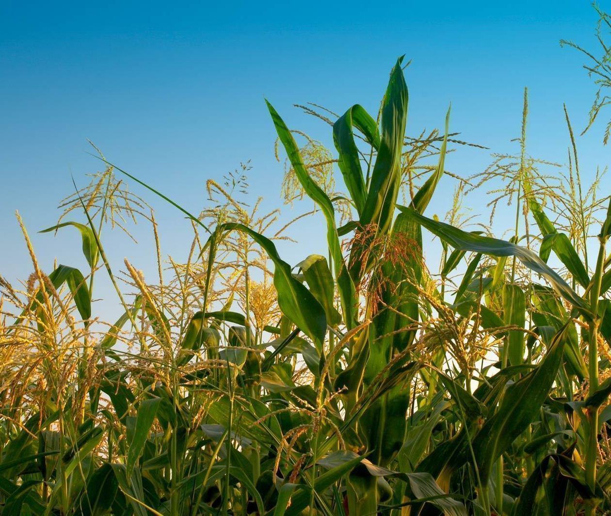 Lancaster University Global Food Security Course Image