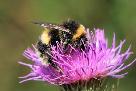 Bee on a flower