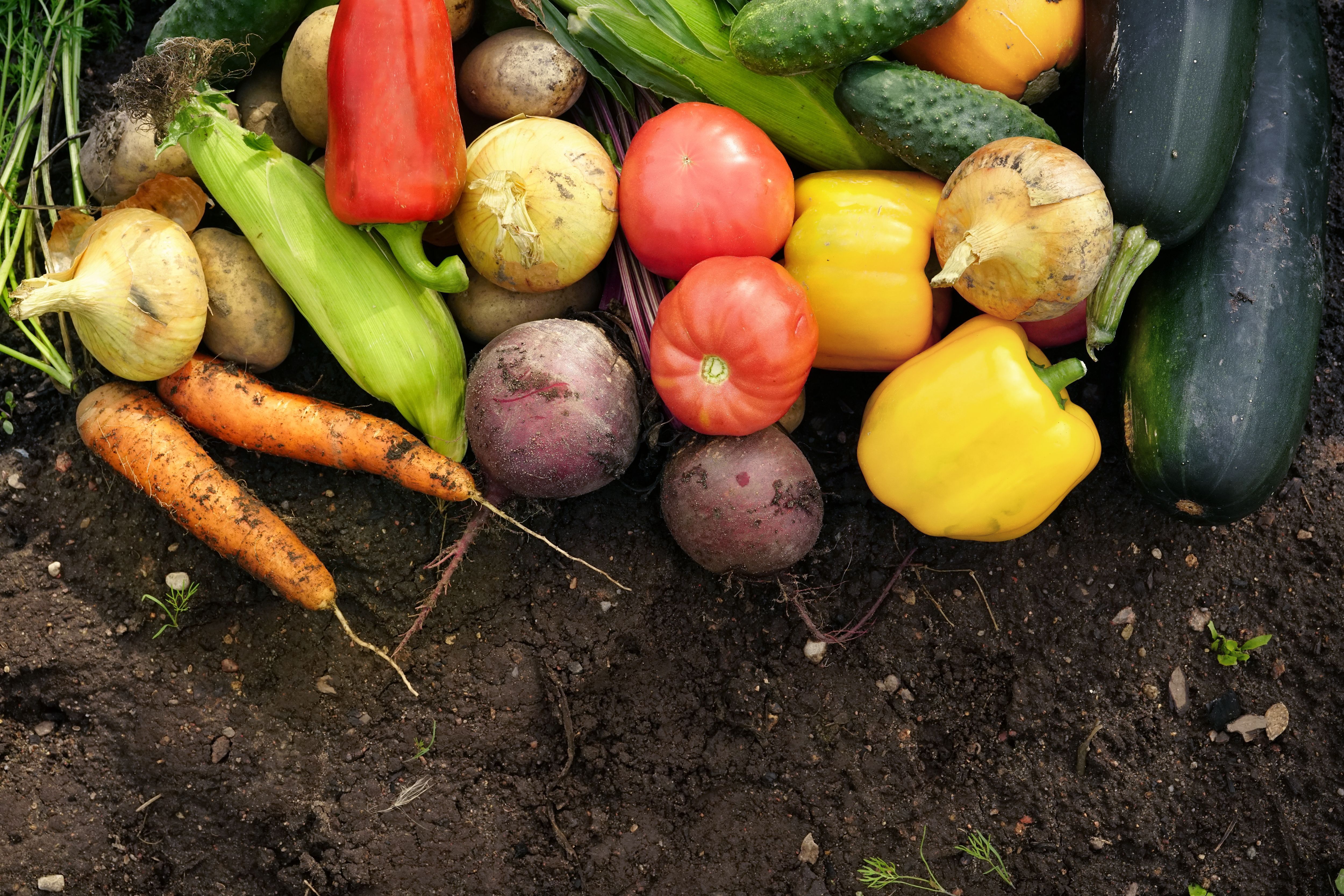 A photo of recently harvested vegetables: Onions, carrots, corn, peppers, beetroot, tomatoes, cucmbers and marrows.