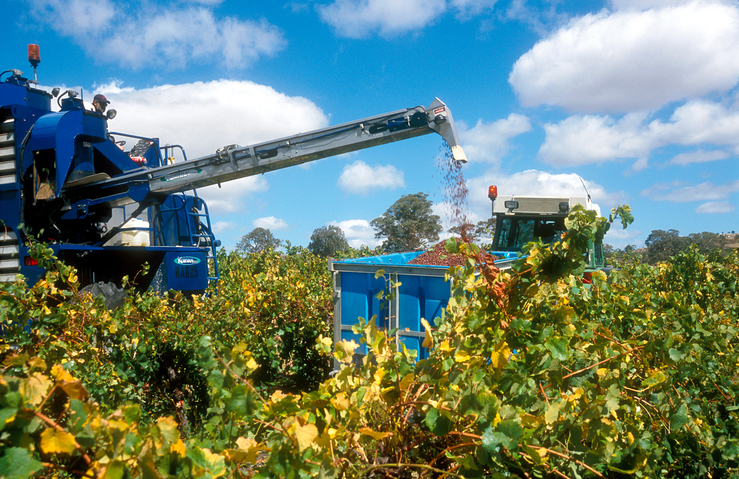 A photo of a large blue machine removing grapes from the vines