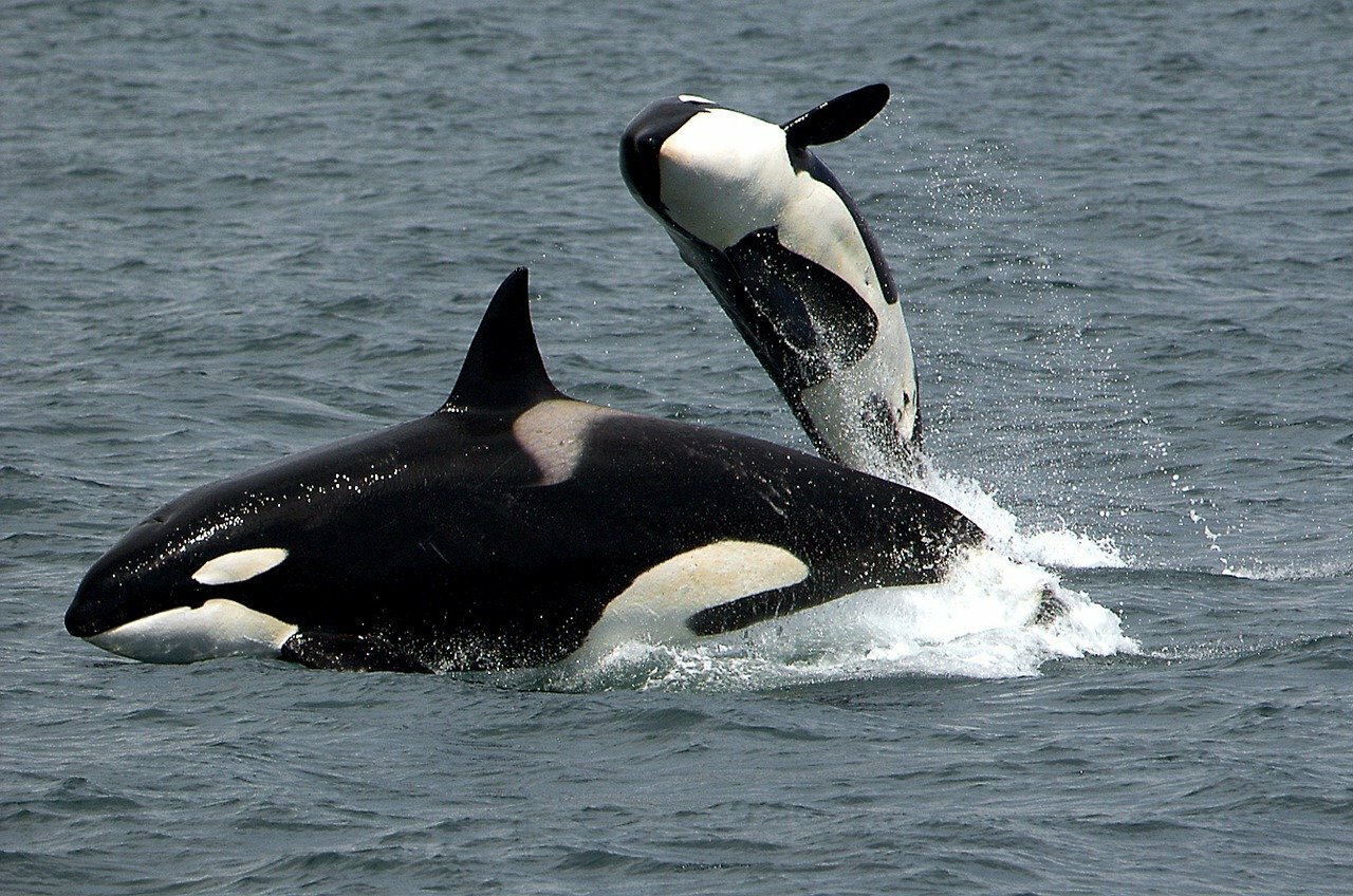 Killer whale and calf breaching