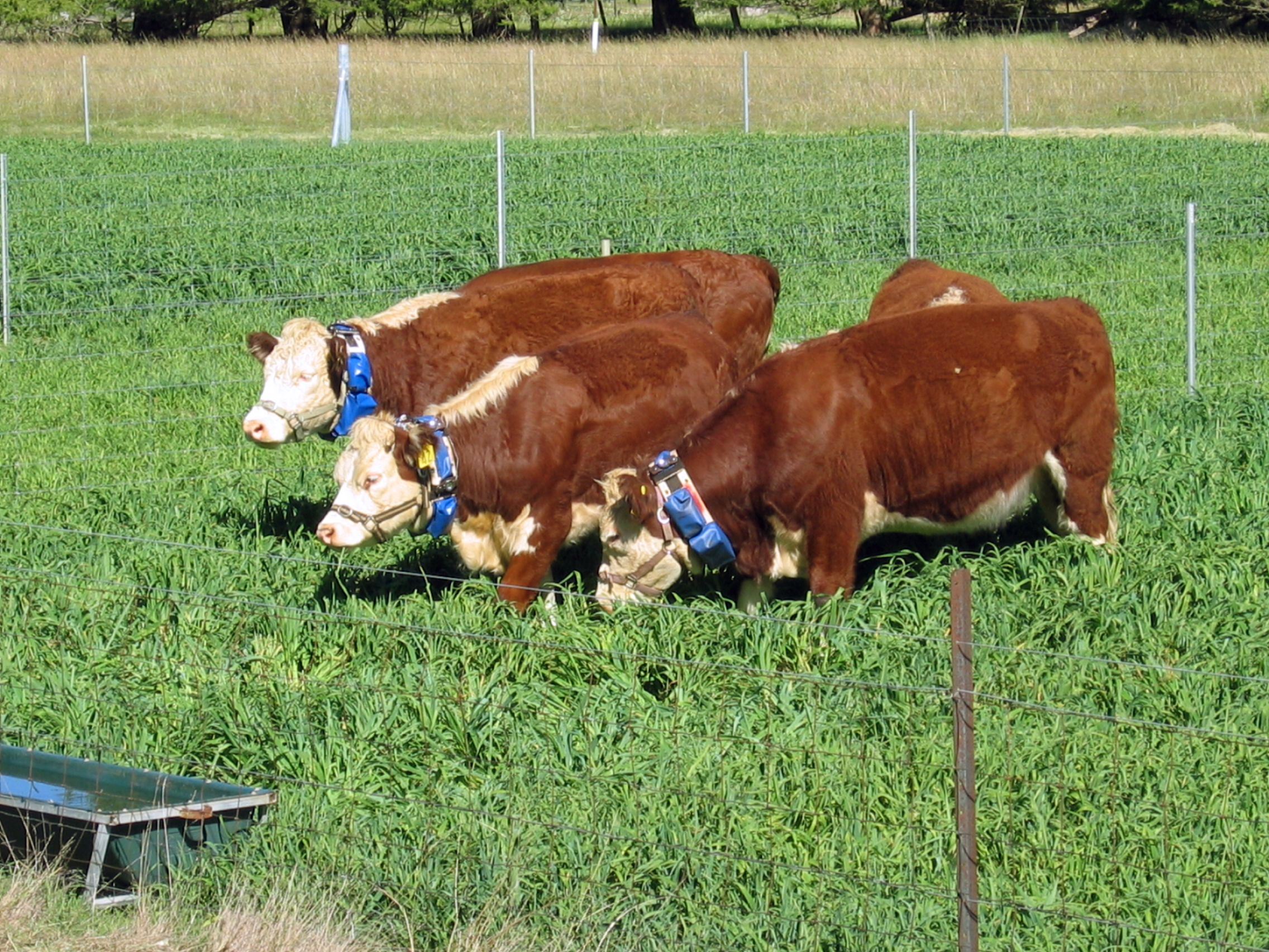 Cattle wearing virtual fencing collars