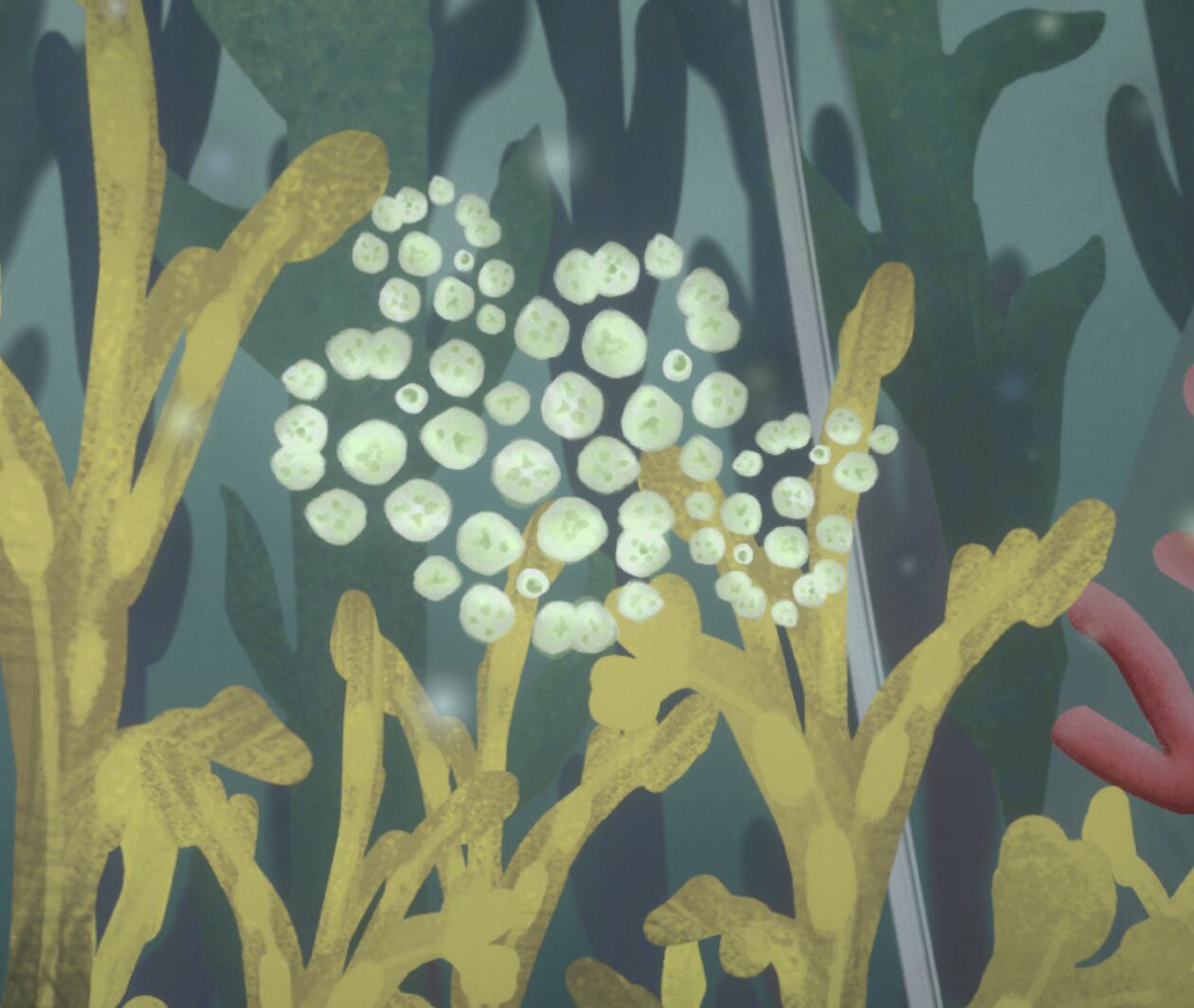 Illustrated macroalgae under water