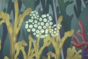 Illustrated macroalgae under water
