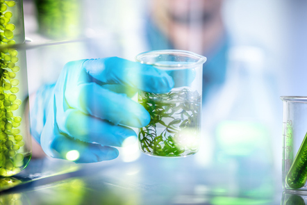 Microalgae inside tubes on a laboratory 