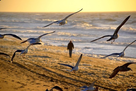 Birds on a beach
