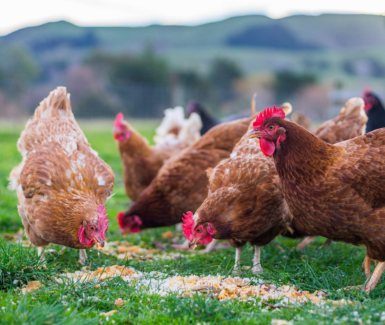 Chickens pecking grains off the grass with hills in the background