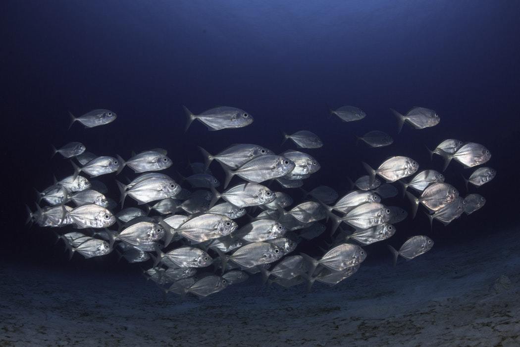 A shoal of fish