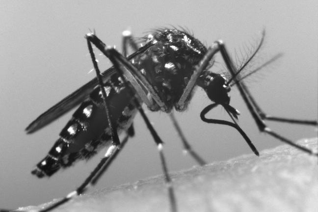 Image of Aedes aegypti mosquito
