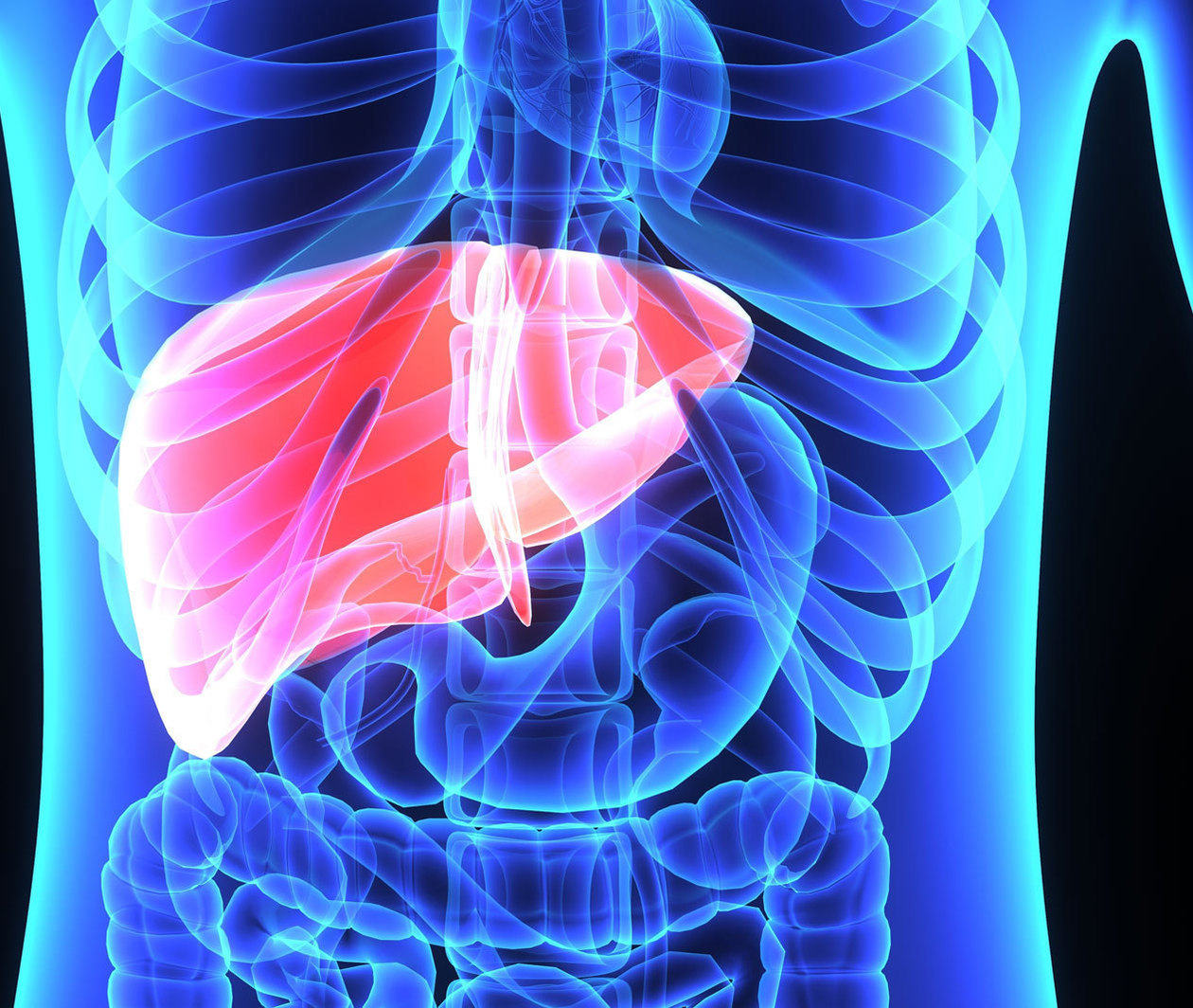 Liver transplant: an X-ray type image showing the position and size of the liver in the human body