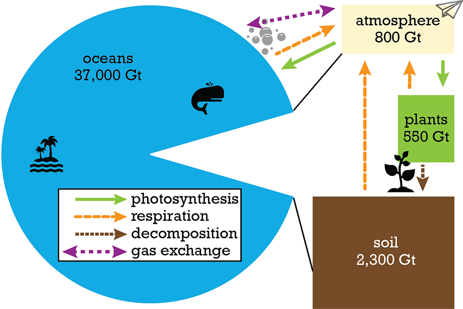 The Importance Of Carbon To Life