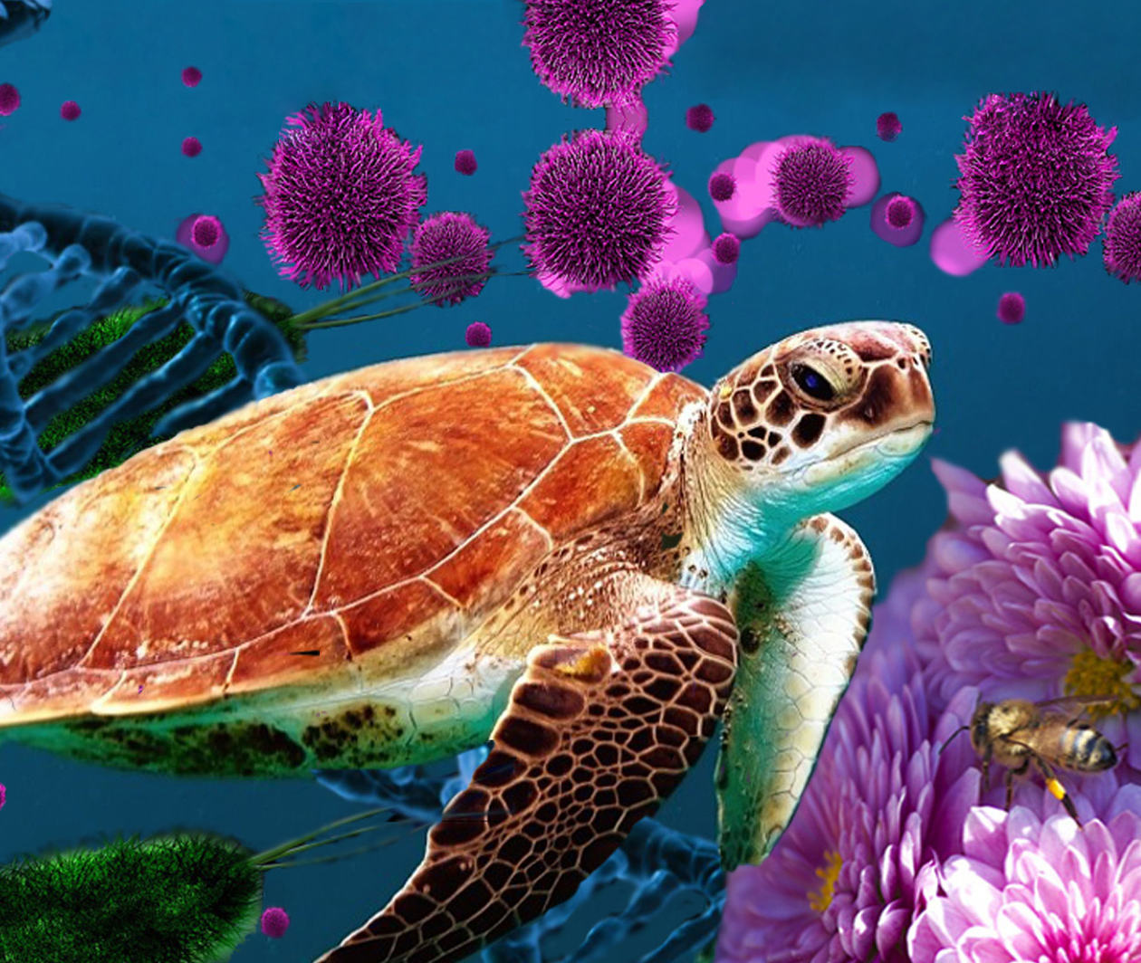 A image depicting many forms of life! A sea turtle takes up most of the image. To the right is a bee landing on pink blossom with green bacteria, a blue strand of DNA and some pink cells in the background. 