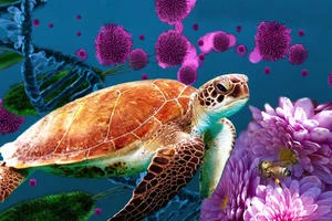 A image depicting many forms of life! A sea turtle takes up most of the image. To the right is a bee landing on pink blossom with green bacteria, a blue strand of DNA and some pink cells in the background. 