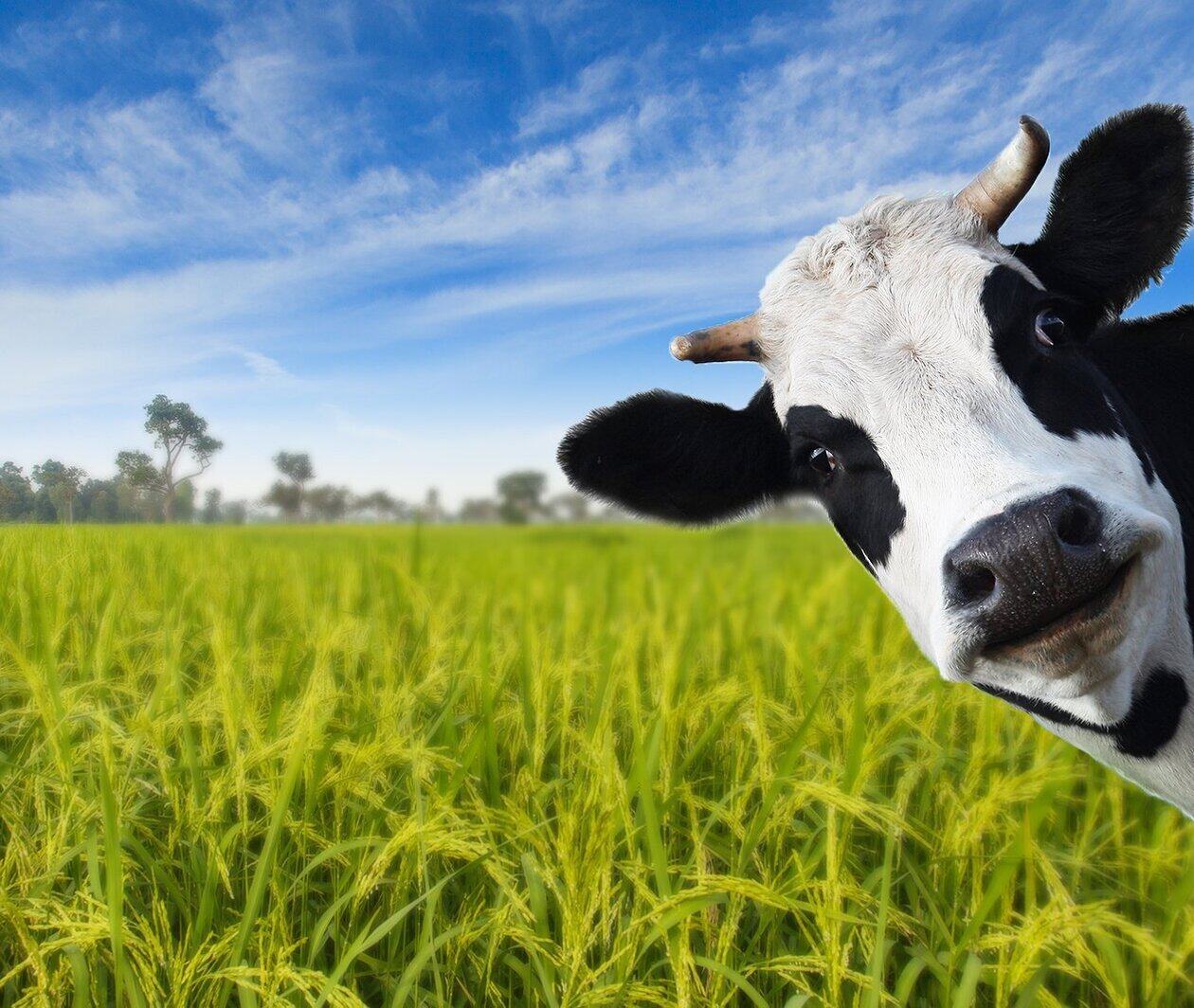 a cow watching you in rice field 