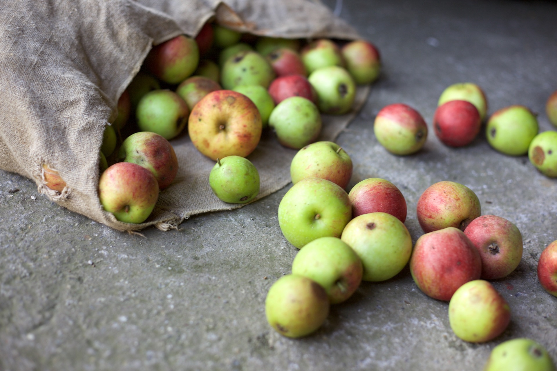 Apples in a sack sitting on its side with excess apples falling out