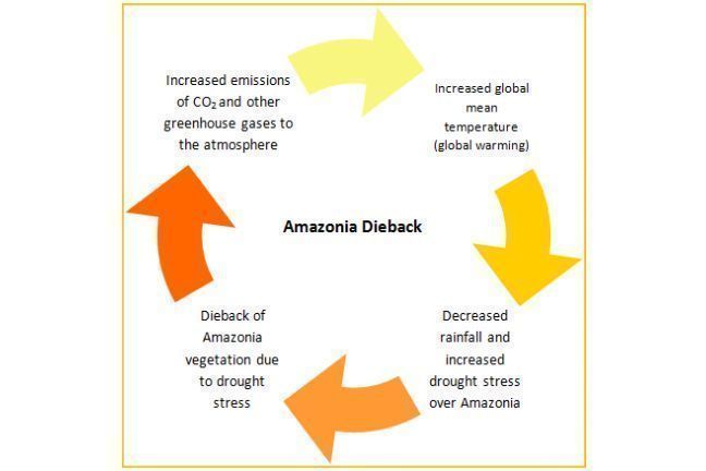 Simplified diagram of positive feedback with respect to Amazonia dieback