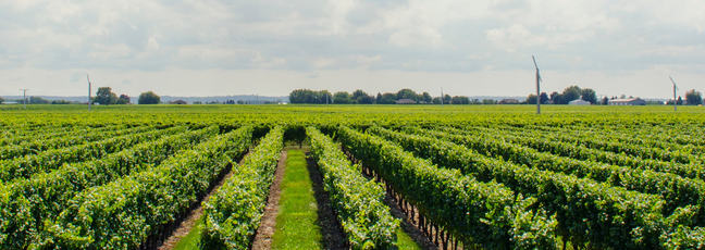 Agricultural field