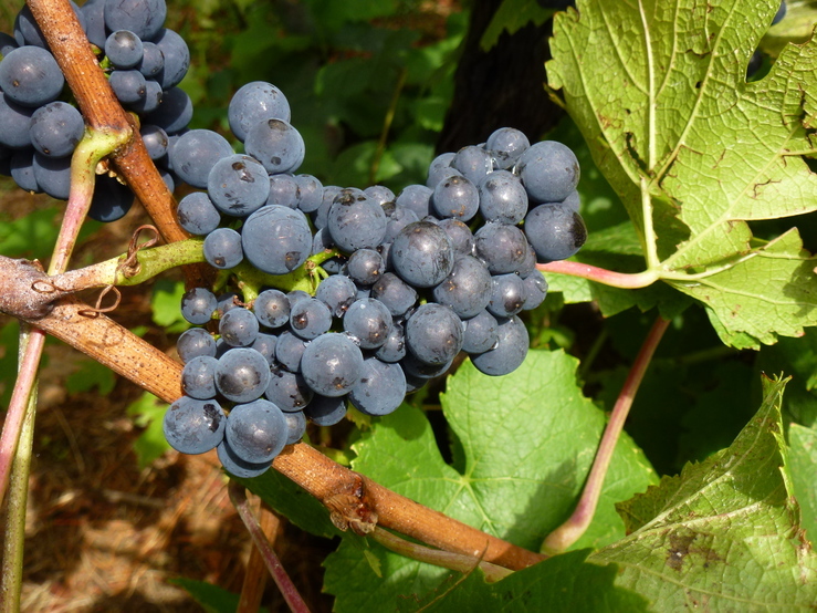 A close photo of a bunch black grapes growing on a vine