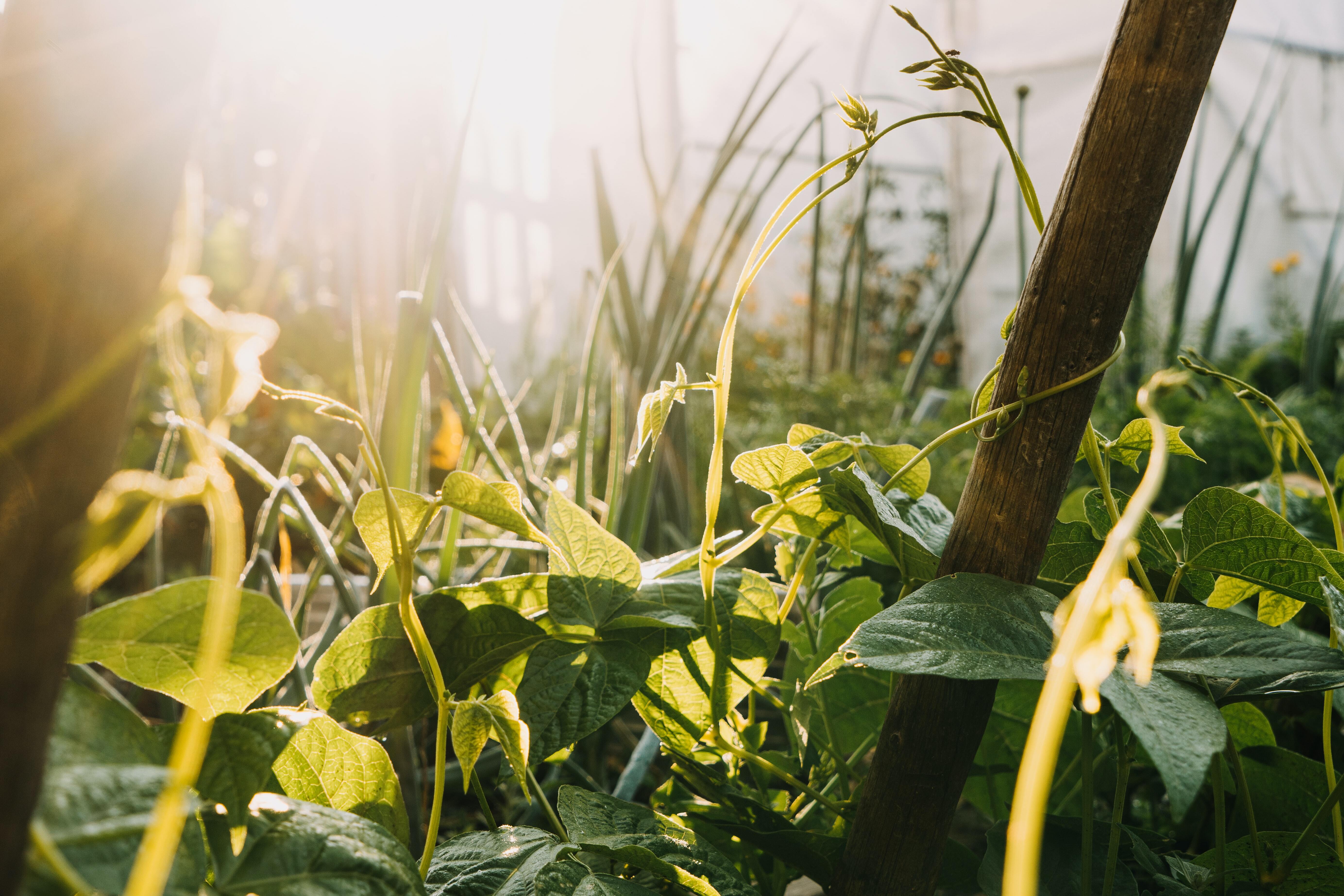 Covered permaculture growing