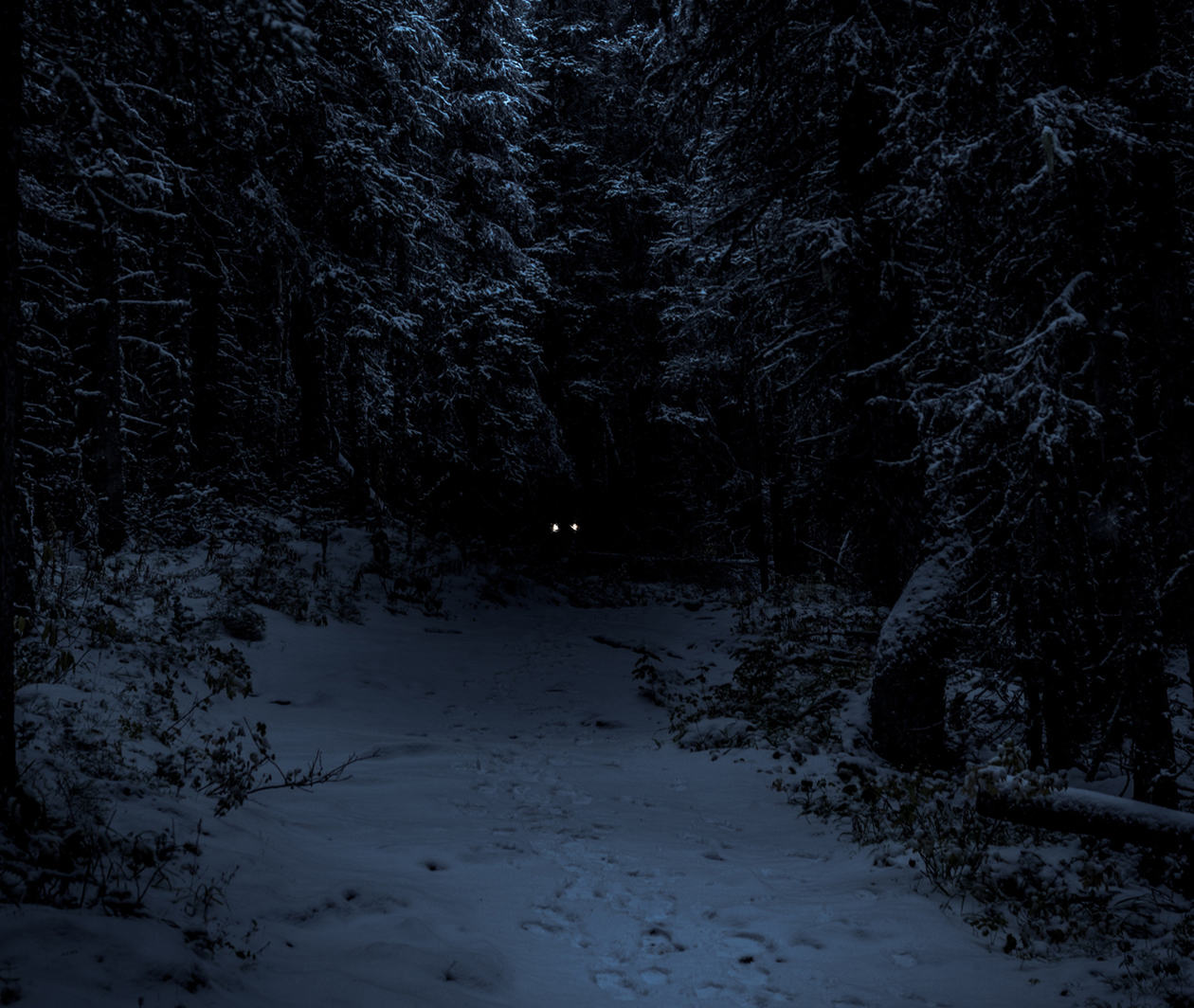 A pair of glowing yellow eyes glint from a dark, snow-covered forest.