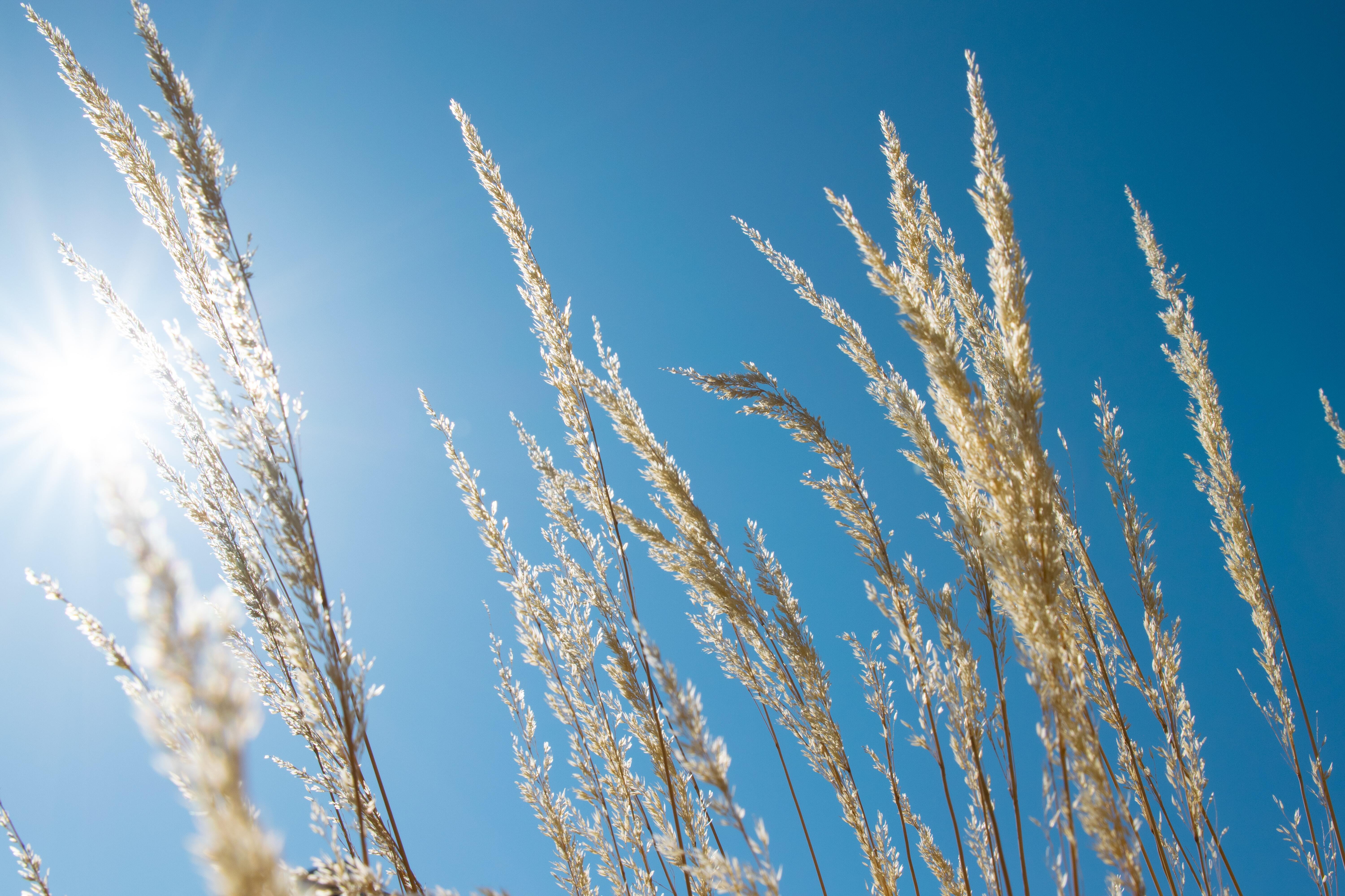 Brown wheat under blue sky during daytime