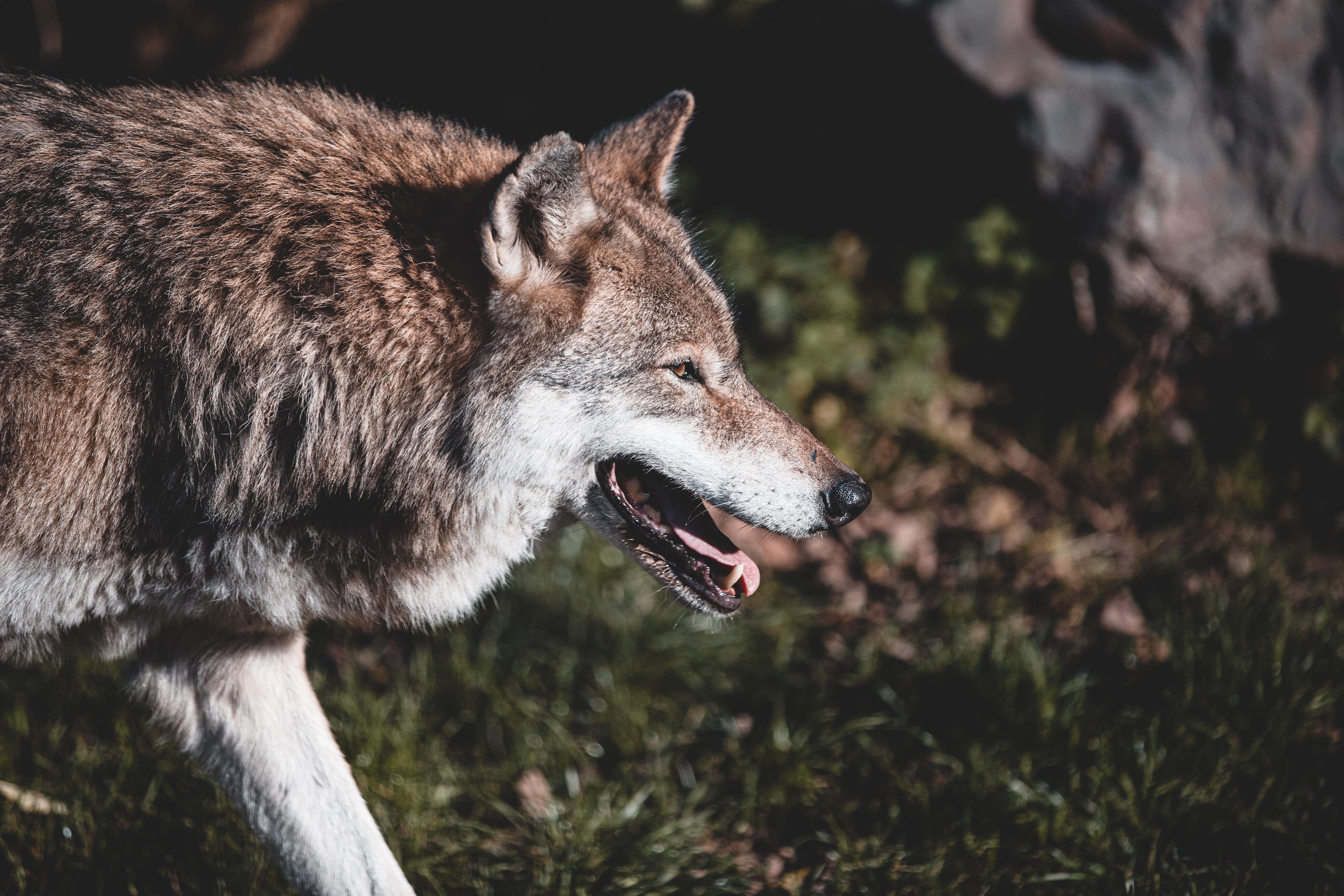 A wolf walking in the grass.