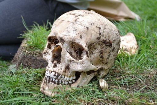 A close-up image of a skull (a cast) resting on some grass. The skulls has soil adhering to it.