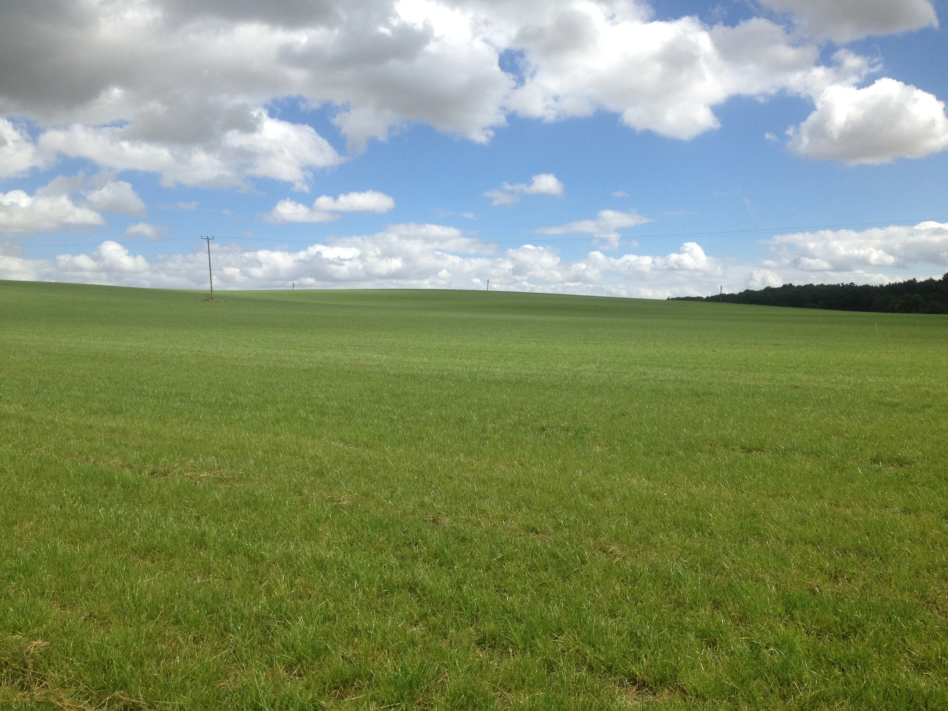 A photo of a field of ryegrass