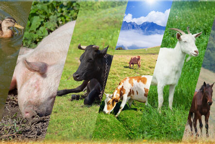 Animal Husbandry Science 101: Exploring Animal Health, Welfare and Nutrition - Cover Image