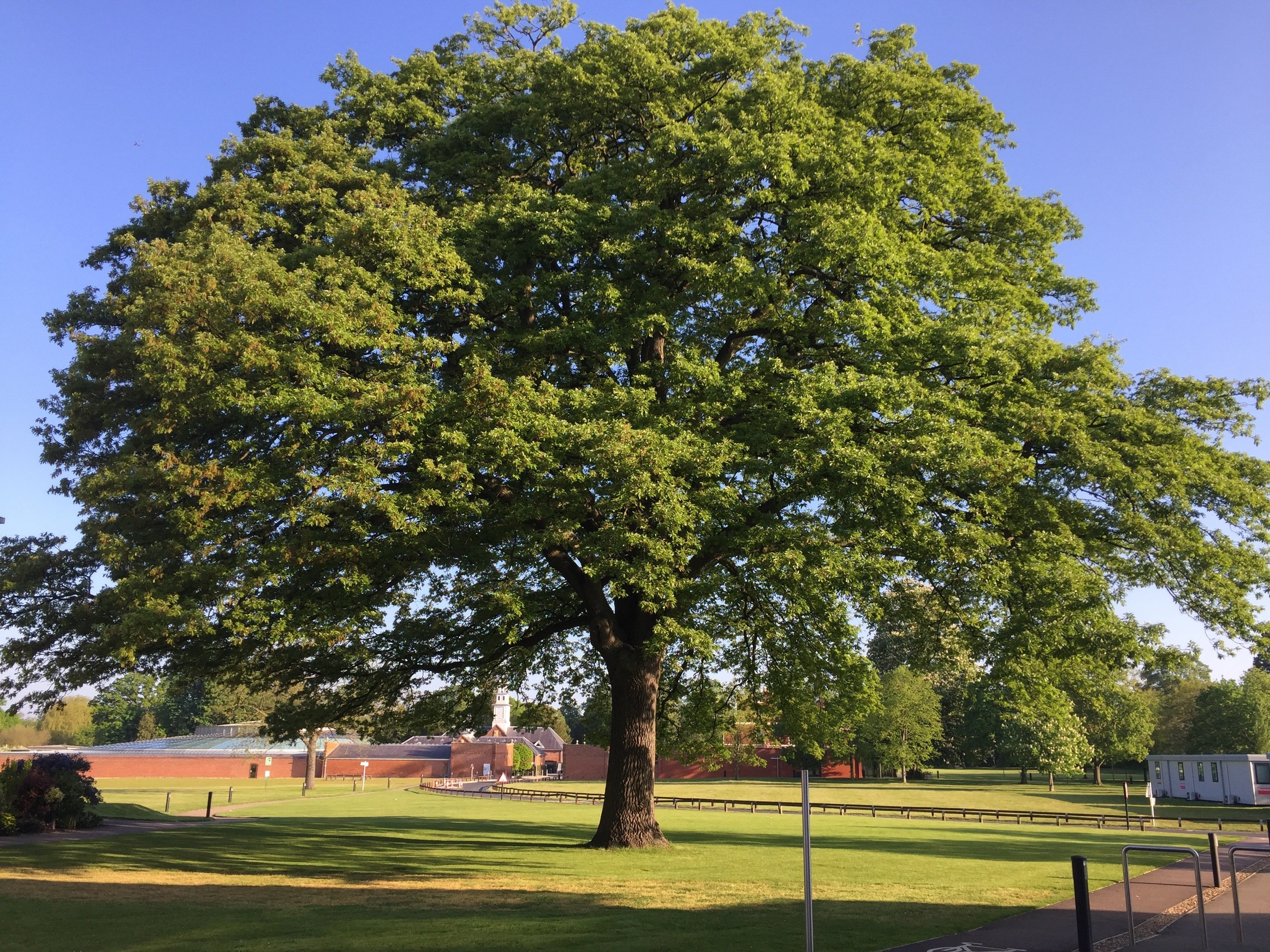 Wellcome Genome Campus oak tree in leaf