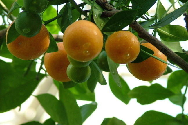 Photo of fruit on tree depicting low hanging fruit