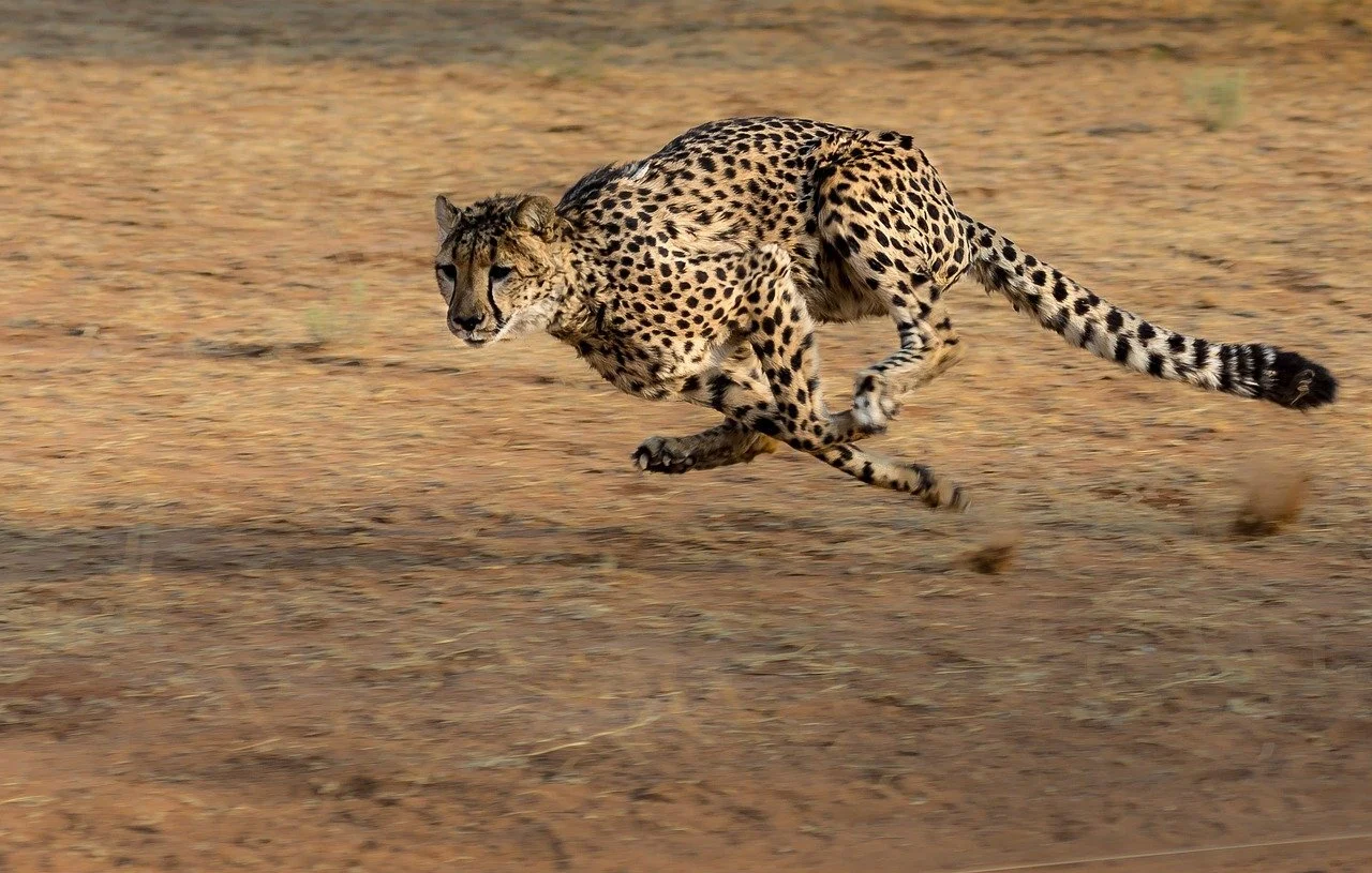 A cheetah big cat running at high speed