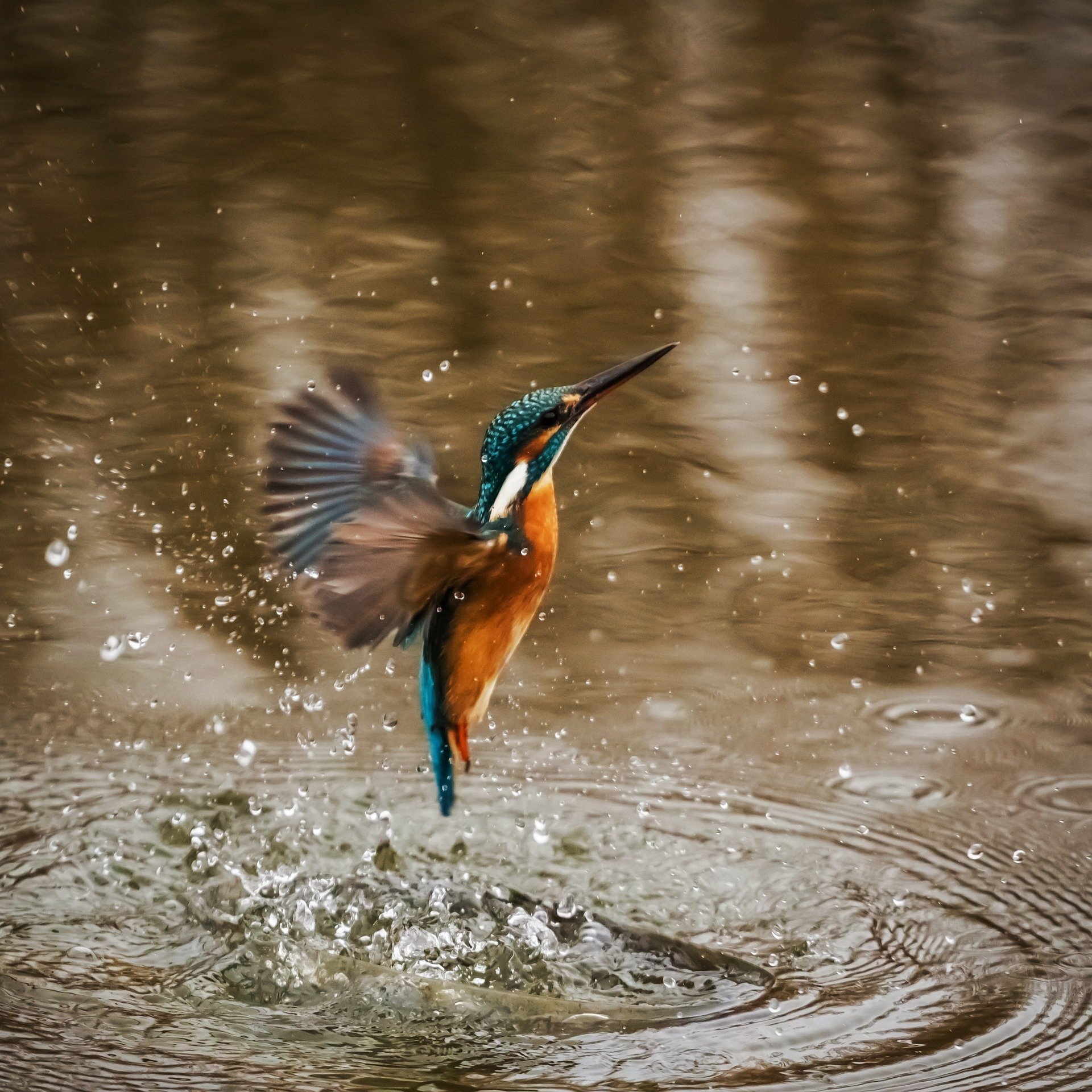 picture of kingfisher in flight