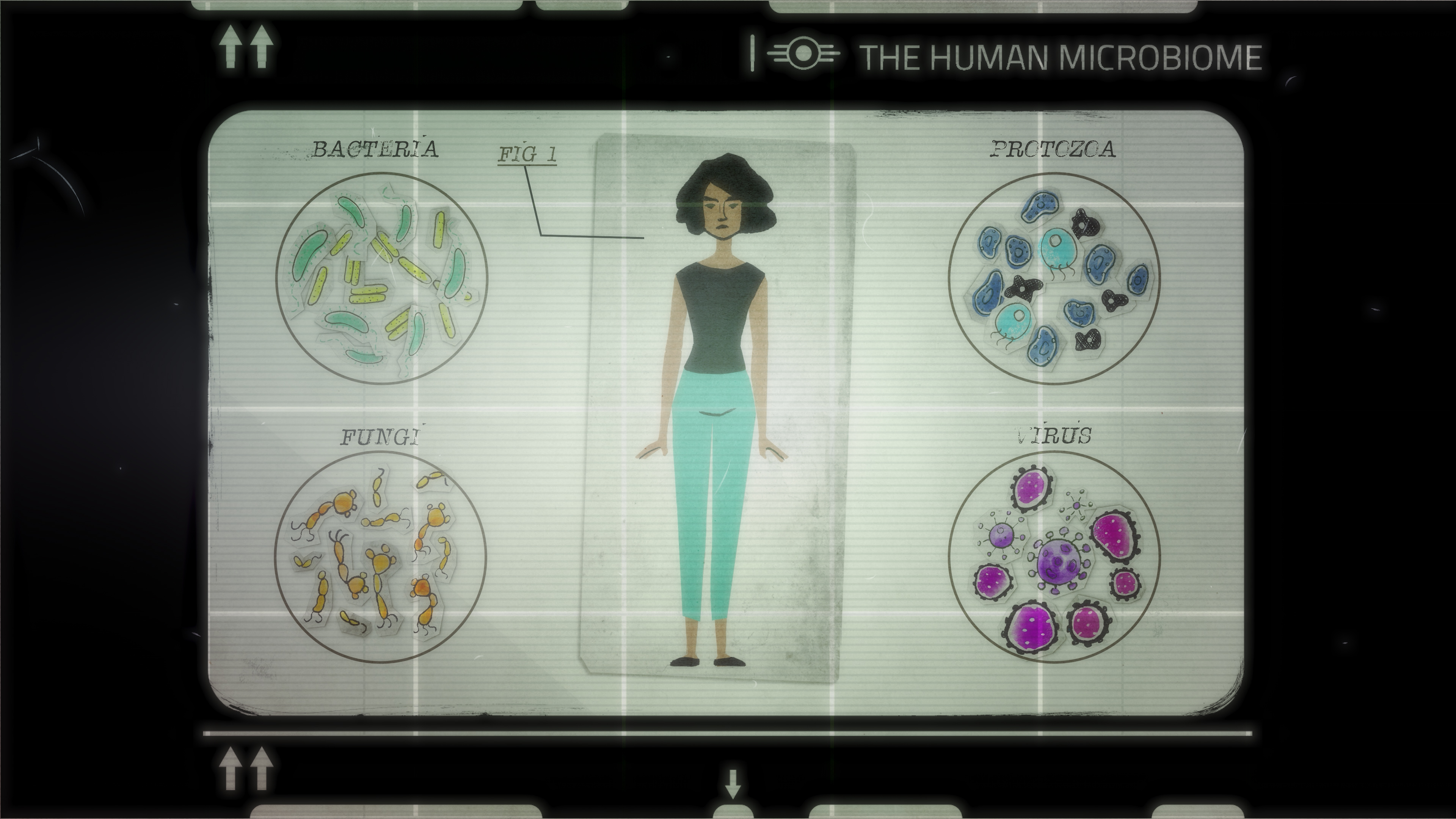 The composition of the gut microbiota