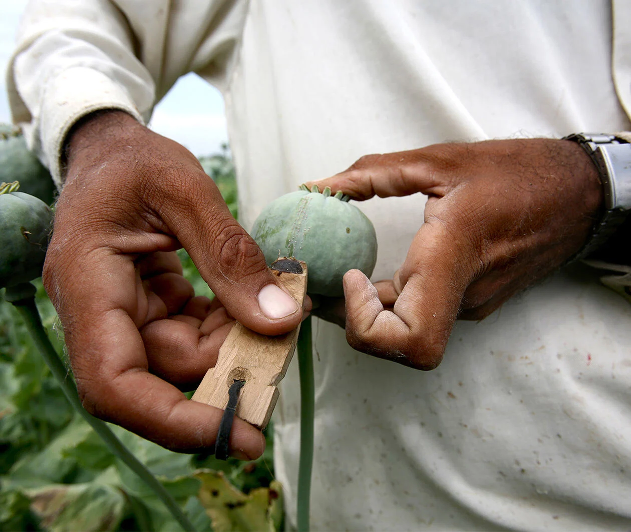 Close-up of farmer's hands harvesting poppy