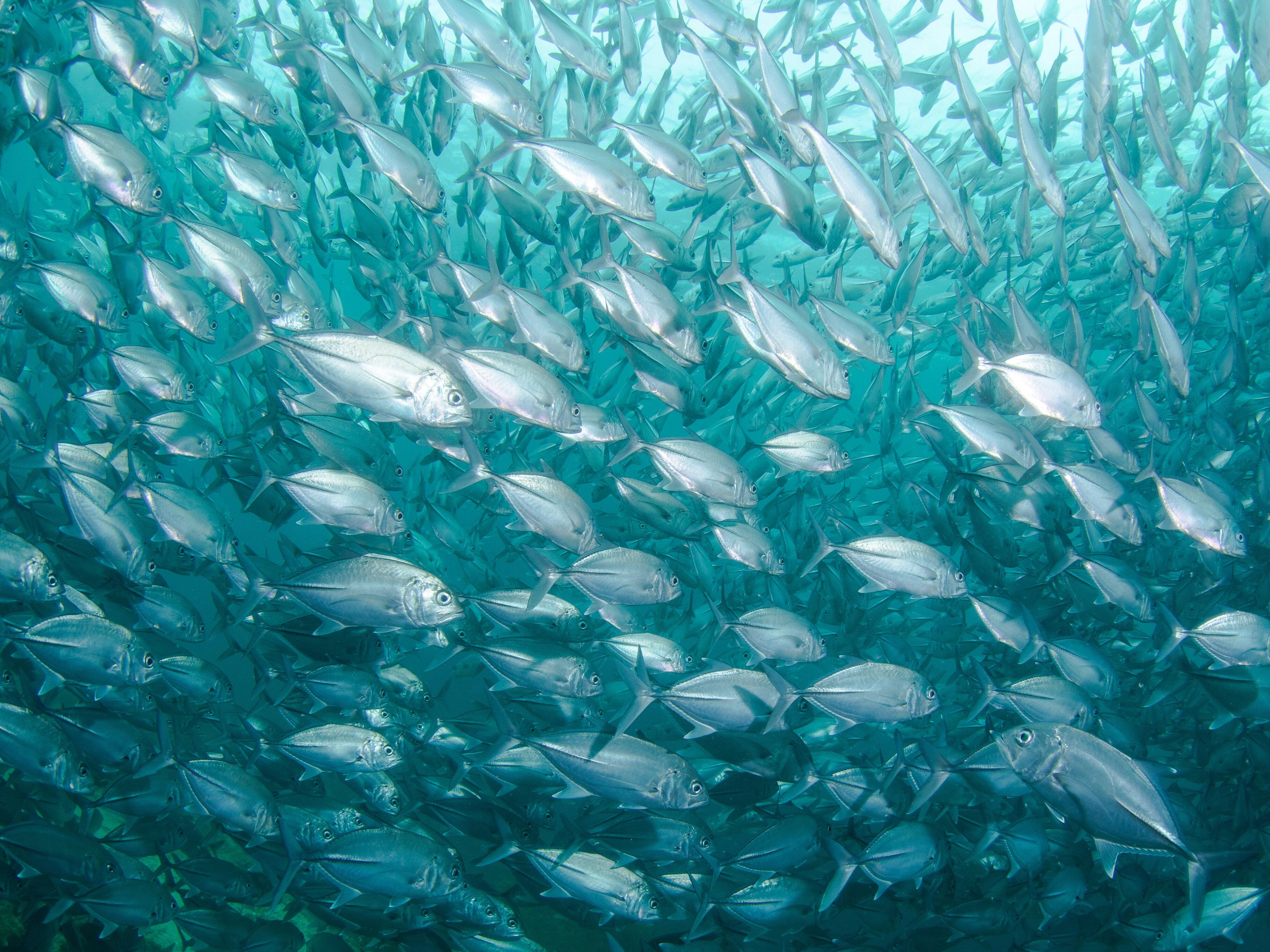 School of fish