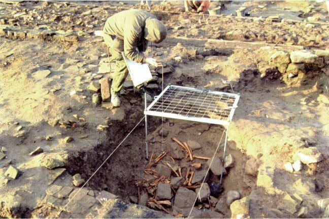 The bones as found in the trench at South Shields