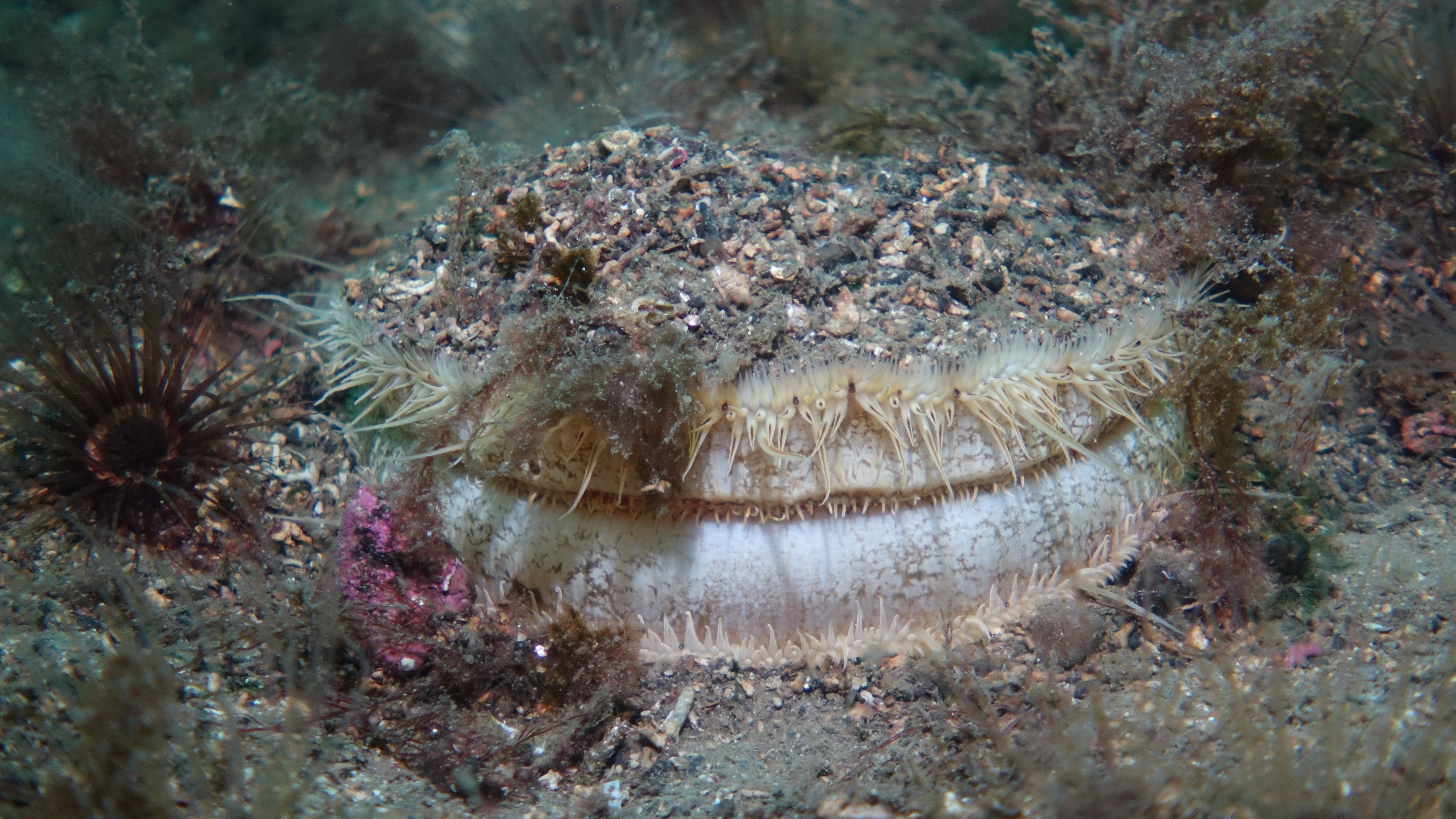 A scallop on the seabed