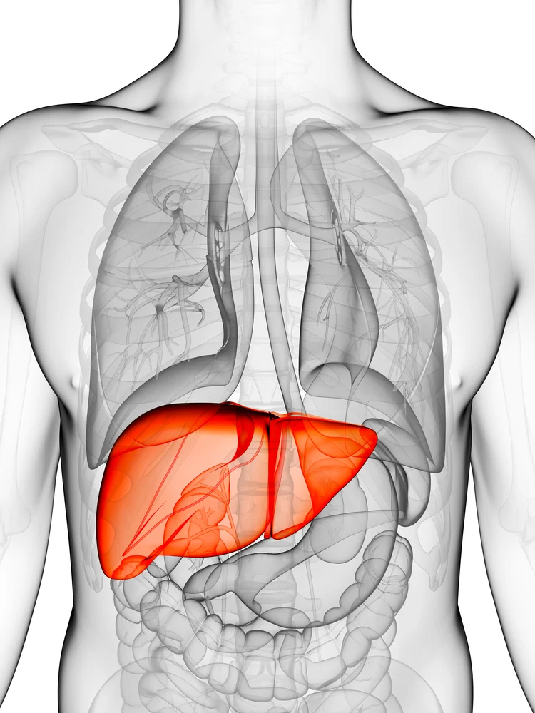 An illustration of a liver