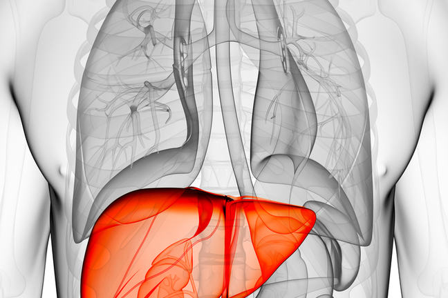 An illustration of a liver