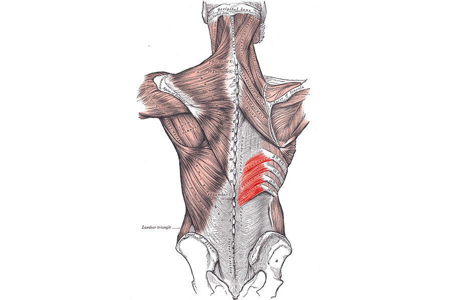 An illustration of the musculoskeletal system from Gray's Anatomy. The serratus posterior muscle is highlighted.