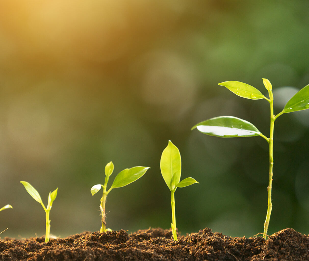 A row of roots and leaves shooting out of the soil in descending height