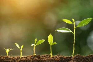 A row of roots and leaves shooting out of the soil in descending height